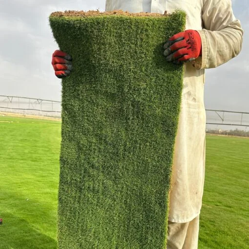 زراعة وتوريد ثيل طبيعي C2000 - مشروع 53